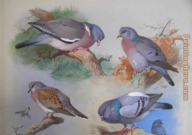 A Wood Pigeon A Stock Dove A Turtle Dove A Rock Pigeon painting - Archibald Thorburn A Wood Pigeon A Stock Dove A Turtle Dove A Rock Pigeon art painting